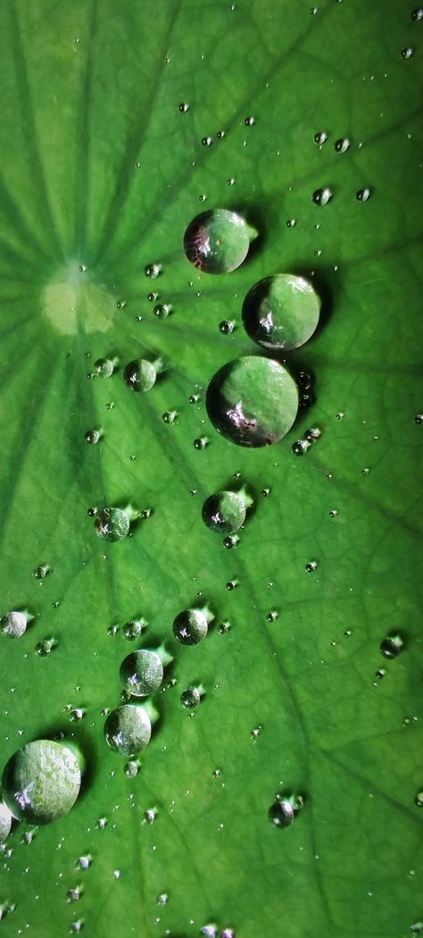 Droplets Waterdrop Painting, Water Droplets Wallpaper, Leaf With Water Drop, Swamp Fairy, Water Droplets Photography, Water Droplets Art, Moth Tattoos, Water Drop Photography, Moth Tattoo