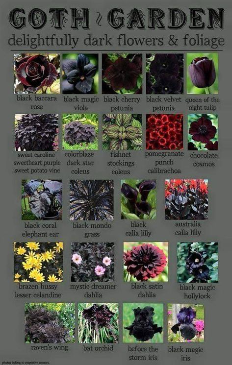 Goth Garden Easy Outdoor Plants For Beginners, Goth Indoor Plants, Forest Witch Kitchen, Goth Patio, Goth House Interior, Backyard Bungalow, Gothic Farmhouse, Black Plants, Witchy Garden