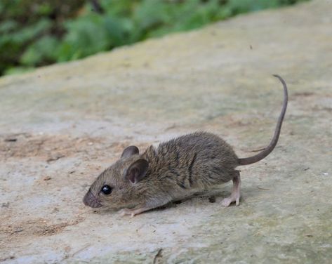 Polynesian Rat (Rattus exulans) Stunning Nature, Nature Wildlife, Rats, Nature Photography, Animals, Photography, Nature