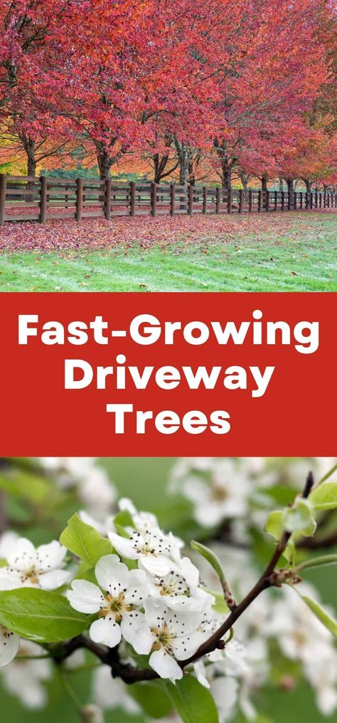 Fast-Growing Driveway Trees via @home4theharvest Driveway Trees, Circle Driveway Landscaping, Acreage Landscaping, Circle Driveway, Driveway Entrance Landscaping, Tree Lined Driveway, Landscaping Trees, Driveway Entrance, Privacy Landscaping