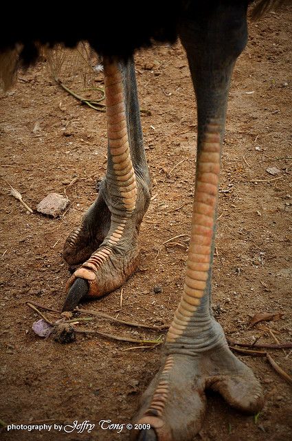 Ostrich Legs.  "Walk as if you are kissing the earth with your feet."     (Photo By: © Jeffry Tong on Flickr.) Bird Feet Anatomy, Ostrich Aesthetic, Ostrich Photography, Ostrich Funny, Ostrich Running, Ostrich Legs, Petit Tattoo, Taxidermy Art, Animal Study