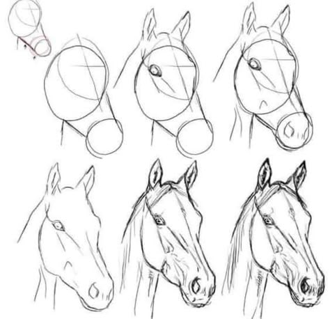 Horse Face Drawing, Easy Horse Drawing, Horse Pencil Drawing, Horse Drawing Tutorial, Horse Head Drawing, Landscape Drawing Tutorial, Horse Bust, Realistic Animal Drawings, Horse Art Drawing