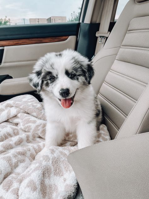 Australian Shepherd Puppy Aesthetic, Australian Shepard Puppies, Farm Puppy, Australian Shepherd Aesthetic, Blue Merle Australian Shepherd Puppy, Puppy Australian Shepherd, Aussie Shepherd Puppy, Blue Merle Australian Shepherd, Mini Aussie Puppy