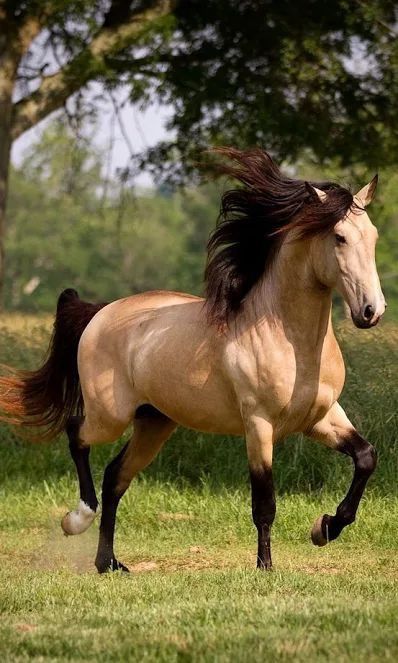 Look at the black mane on this pretty buckskin! Buckskin Horse, Beautiful Horses Photography, Majestic Horses, Beautiful Horse Pictures, Horse Wallpaper, Most Beautiful Horses, Majestic Horse, I Love Horses, All The Pretty Horses