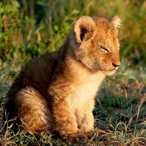 Lion Drawings, Tattoo Lion, Lion Drawing, Beautiful Lion, King Lion, Masai Mara, Lion Cub, Baby Lion, Pretty Animals