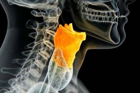 Human vocal cords built from scratch in world first | New Scientist Vocal Cords, Vocal Chords, New Scientist, Cool Technology, Speech And Language, Scientists, First World, From Scratch, Lab