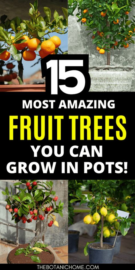 Easy Growing Fruit, Fruit Tree In Pot, Zone 7 Fruit Trees, Mini Fruit Trees, Tropical Fruit Trees Garden, Fruits To Grow In Your Garden, Growing Fruit Trees In Containers, Home Orchard Ideas, Growing Pomegranate Trees