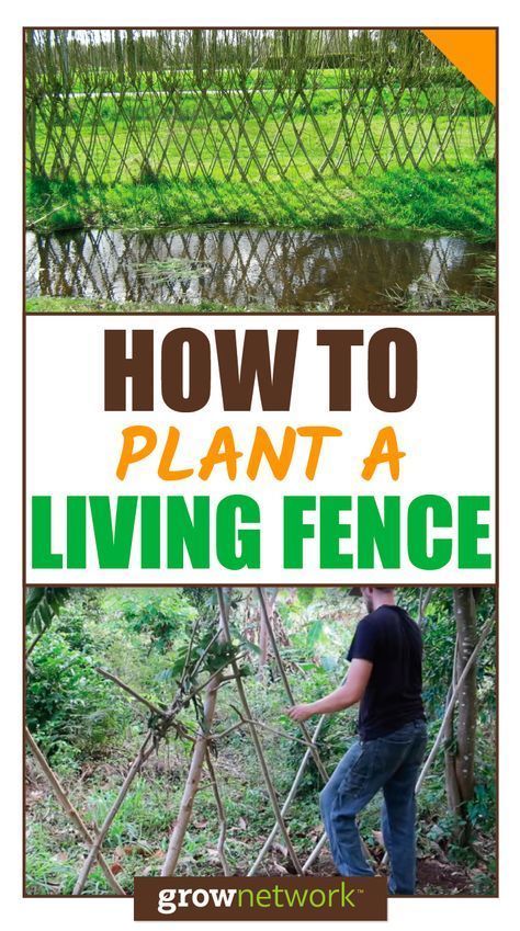 Living Fences, Wide Landscape, Tree Seedlings, Living Fence, Florida Gardening, Survival Gardening, Self Sufficiency, Global Network, Backyard Fences