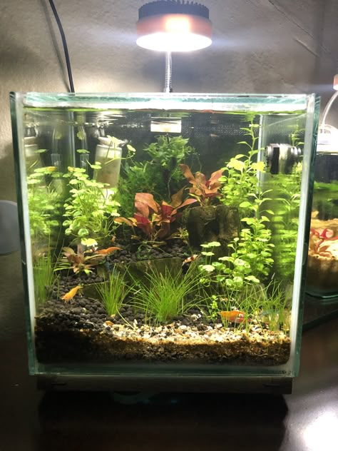 1 Gallon Aquascape, Betta Shrimp Tank, 10 Gallon Shrimp Tank, 3 Gallon Aquascape, 5 Gallon Planted Tank, Mini Shrimp Tank, 5.5 Gallon Fish Tank Ideas, Gosh Tank Ideas, 1 Gallon Fish Tank Ideas