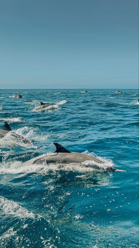 Summer wallpaper with dolphins swimming in the ocean #iphonewallpapers #phonewallpaper #phonebackground #phonescreensaver #phonewallpaper #aestheticwallpaperiphone#aestheticscreensaver #oceanwallpaper #oceanscreensaver #summerwallpaper #summeraesthetic #summervibes #summerphonebackgrounds #dolphins #ocean #dolphinwallpaper #hawaii #tropical Dolphins, The Ocean, Swimming, Water