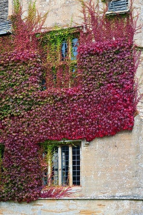 Indoor Ivy, Types Of Ivy, Parthenocissus Tricuspidata, Fast Growing Flowers, Types Of Climbing, Fast Growing Vines, Boston Ivy, Climbing Flowers, Growing Vines