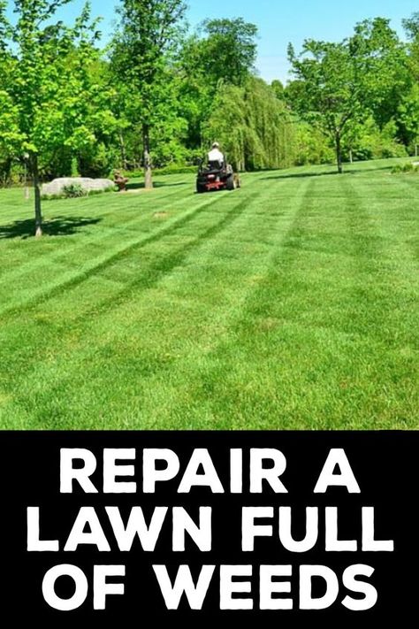 A lawn full of weeds can ruin the overall look of your house. It also makes it difficult for children to play and roam around freely. Instead of changing the grass, which can be a costly option, you can repair your existing lawn. Here are some ways to repair a lawn full of weeds: 1. Weed Control 2. Soil Testing 3. Raking and Mowing 4. Overseeding 5. Watering 6. Fertilizing 7. Mowing Frequently  #lawnmaintenance #weedsinlawn #nopesticides  You Can Also Check This Out to https://diyquickly.com/how Killing Weeds In Lawn, Fall Lawn Maintenance, Yard Hacks, Grass Seed Mat, Best Grass Seed, Paradise House, Lawn Renovation, Lawn Repair, Landscape Ideas Front Yard Curb Appeal