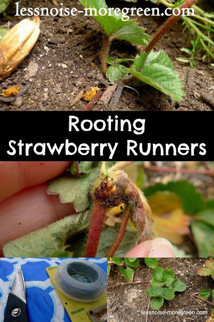 How to Root Strawberry Runners How To Start A Strawberry Patch, How To Plant Strawberry Runners, Strawberry Runners Planting, Copper Shelving, Strawberry Growing, Gardening Veggies, Strawberry Runners, Garden 101, Messy Garden