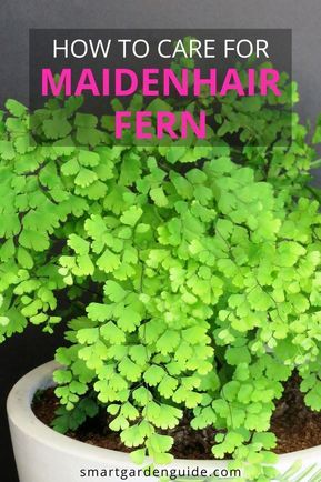 Maiden Fern Care, Maidens Hair Fern, Growing Ferns Indoors, Maiden Hair Ferns, How To Care For Ferns Indoors, Maiden Hair Fern Care, Indoor Ferns Houseplant, Fern Care Outdoor, Maidenhair Fern Indoor