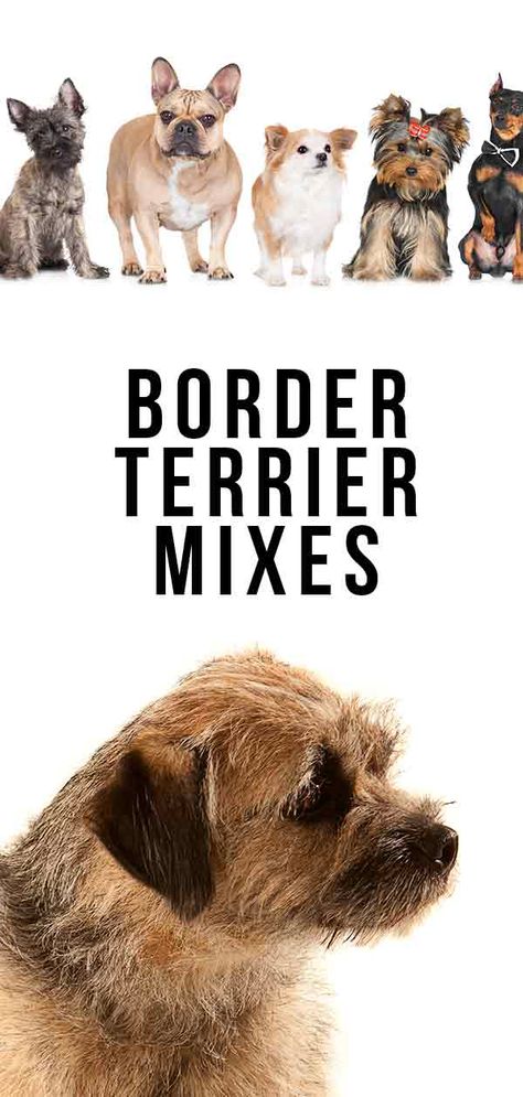 Border Terrier Mixes - Find Out The Most Popular Hybrids Mix Breed Dogs, Norfolk Terrier Puppies, Wheaten Terrier Mix, Border Terrier Puppy, Terrier Mix Breeds, Cairn Terrier Mix, Wire Haired Terrier, Rat Dog, Rat Terrier Mix