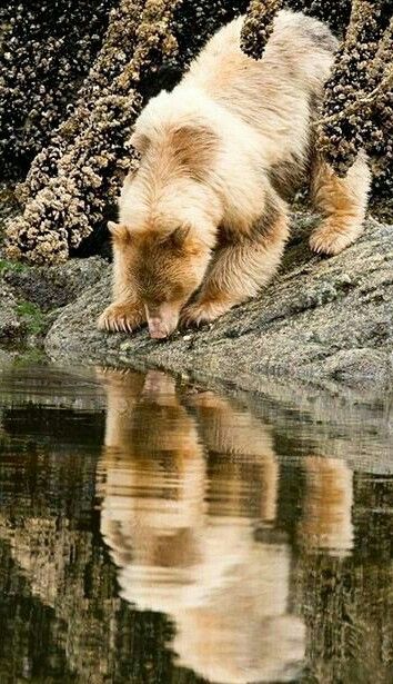 Beautiful Kodiak Bear! Kermode Bear, Photo Ours, Great Bear Rainforest, Kodiak Bear, Sloth Bear, Spirit Bear, Power Animal, He Lives, North Coast