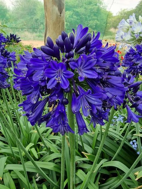 The ever-flowering Agapanthus Everpanthus Series - Michael Perry - Mr Plant Geek April Gardening, Autumn Flowering Plants, Flowers Opening, Deep Blue Flowers, Agapanthus Plant, Mr Plant, Drought Tolerant Trees, Drought Tolerant Shrubs, August Garden