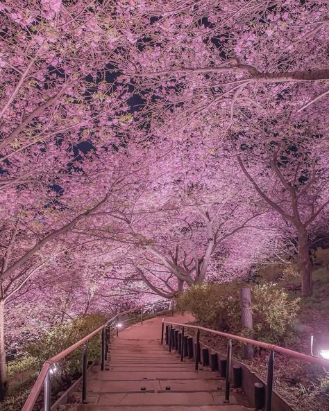 Swipe ⬅️ These images are amazing 😮 Like this content? Follow us @pubity for more ❤️ The cherry blossom season in Japan unfolds every… | Instagram Hipster Home Decor, Hippie House, Japan Cherry Blossom, Cherry Blossom Japan, Cherry Trees, Cherry Blossom Festival, Cherry Blossom Season, Sakura Tree, Hippie Home Decor