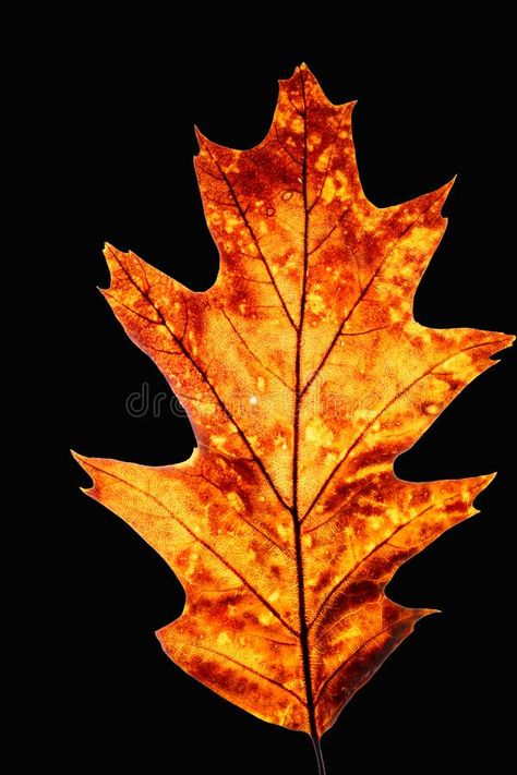 Northern Red Oak, Red Oak Leaf, Background Summer, Oak Leaf, Forearm Tattoo, Red Oak, Vector Background, Autumn Leaves, Close Up