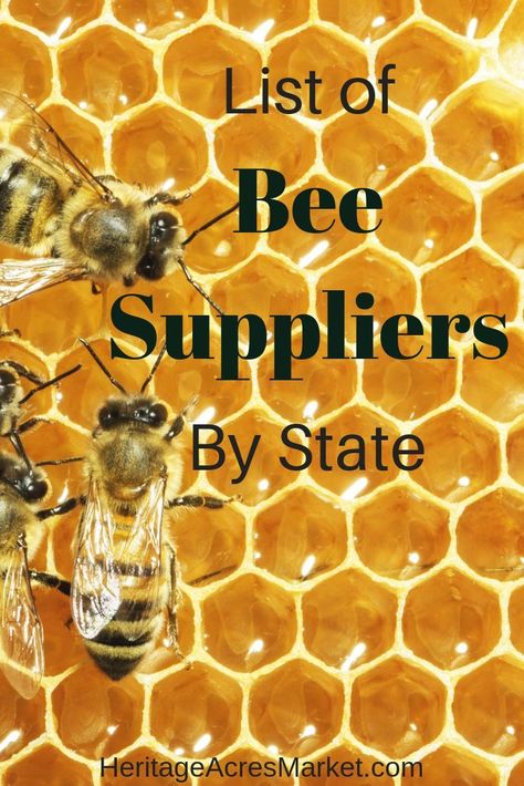 All About Bees, Backyard Bee, Raising Bees, Beekeeping For Beginners, Bee Supplies, Beekeeping Equipment, Backyard Beekeeping, Bee Stuff, Worm Composting