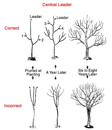 Prune Fruit, Fruit Growing, Pruning Fruit Trees, Meyer Lemon Tree, Growing Fruit Trees, Tree Pruning, Plum Tree, Peach Trees, Tree Care