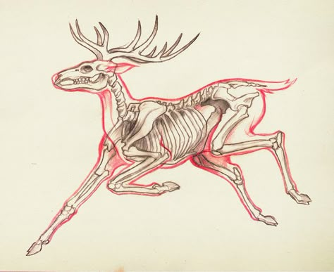 Anatomy Of A Jumping Deer | Flickr - Photo Sharing! Deer Skeleton, Animal Studies, Skeleton Anatomy, Deer Drawing, Abstracted Art, Skeleton Drawings, Animal Skeletons, Animal Anatomy, Ink Inspiration