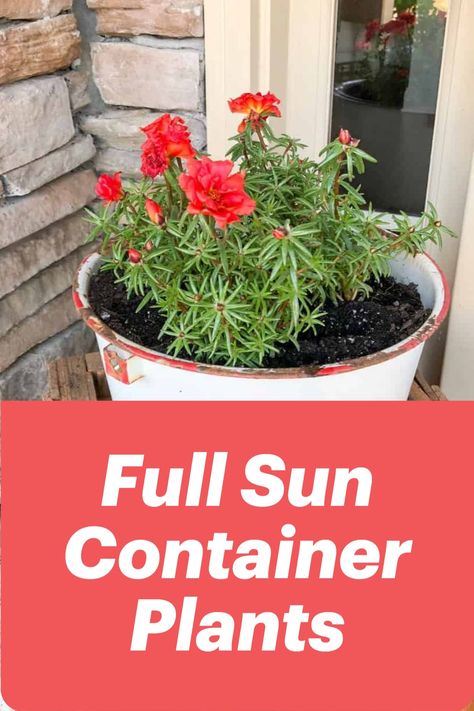 These plants and flowers love full sunlight and are perfect for containers. Add them to your planters, hanging baskets, and other containers, give them plenty of sun, and they will thrive! Potted Plants Full Sun, Best Container Plants, Flowers Full Sun, Heat Tolerant Flowers, Plants For Planters, Plants For Full Sun, Full Sun Container Plants, Heat Tolerant Plants, Gemüseanbau In Kübeln