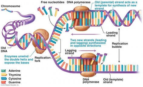 Microbiology Study, Science Lessons Middle School, Dna Polymerase, Biochemistry Notes, Mcat Study, Molecular Genetics, Dna Replication, Biology Classroom, Teaching Biology