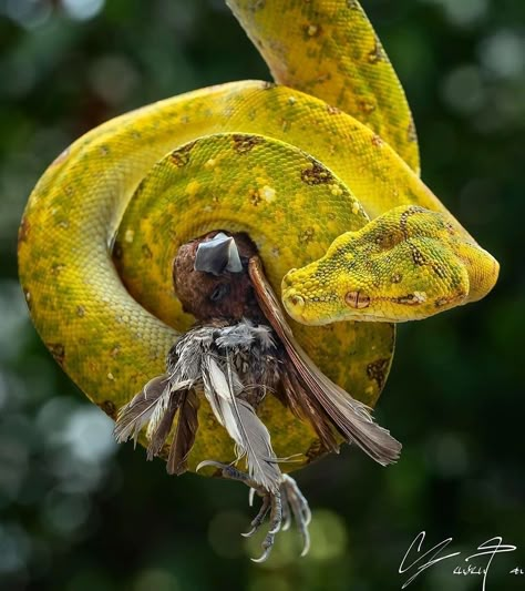 Animal Mashup, Rock Reference, Snake Photography, Green Tree Python, Draw Nature, Tree Python, Animal Reference Photos, Snake Eating, Badass Pictures