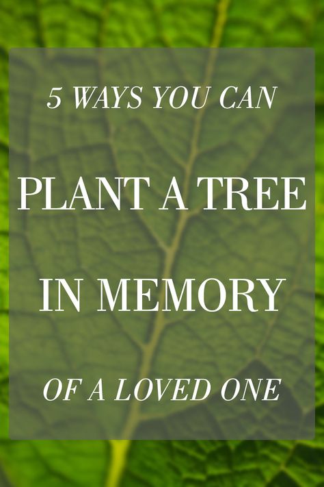 How to Plant a Memorial Tree in Honor of a Loved One Memorial Tree Ideas, In Memory Quotes, Memorials For Loved Ones, Sympathy Thoughts, Dog Memorial Ideas, Peace Plant, Memorial Plants, Memorial Tree, Plant Quotes