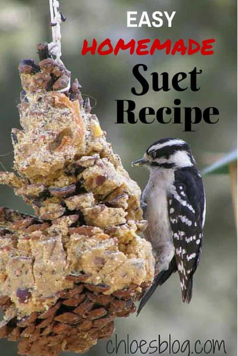 Beef Suet Recipes, Yorkshire House, Laundry Sauce, Suet Recipe, Bird Recipes, Backyard Birds Watching, Backyard Birds Sanctuary, Bird Suet, Hamster Life