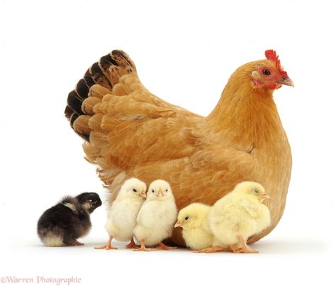 Click to close image, click and drag to move. Use arrow keys for next and previous. Blue Laced Wyandotte, Hen With Chicks, Baby Chicks Raising, White Hen, Chicken Pictures, Urban Chickens, Beautiful Chickens, Hen Chicken, Chickens And Roosters