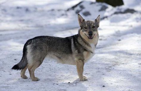 The Most Expensive Mixed-Breed Dogs | Investing Magazine Swedish Elkhound, Dog Goals, Swedish Vallhund, Norwegian Elkhound, Dog Breeds Medium, Rare Dogs, Corgi Mix, Cardigan Welsh Corgi, Herding Dogs