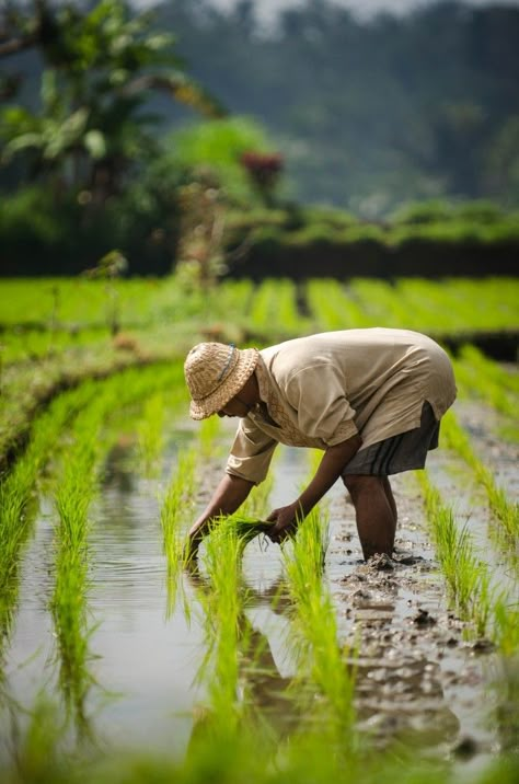 The Beautiful Occupation Village Life - The Real Bali in Photos - The Beautiful Occupation Agriculture Pictures, Farmer Painting, Farmer Photography, Rice Farming, Farming Land, Agriculture Photography, Agriculture Photos, Farming Technology, Philippines Culture