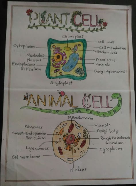 Plant And Animal Tissues Notes, Animal Cell Diagram Class 9, Animal Cell And Plant Cell Drawing, Biology Notes Animal And Plant Cells, Plant And Animal Cell Project Poster, Animal Cell Diagram Project, Plant Cell And Animal Cell Drawing, Animal Cell Notes Aesthetic, Plant Cell Drawing With Label