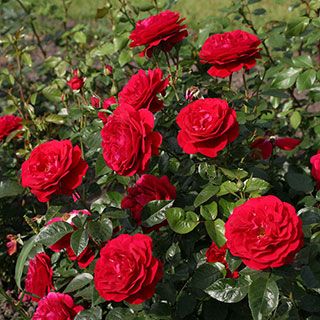 Hybrid Tea, Floribunda, Climbing, and Shrub Roses Floribunda Rose, Floribunda Roses, Growing Roses, Hybrid Tea Roses, Planting Roses, Rose Bush, Easy Garden, Tea Roses, Landscape Projects