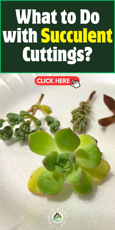 "Discover effective methods for succulent propagation with our guide on what to do with succulent cuttings! Learn essential techniques for replanting cuttings, rooting methods, and the importance of callusing cuttings. Explore creative ways to reuse cuttings in stunning arrangements and gain valuable growth tips to ensure your succulents thrive. Perfect for plant lovers looking to expand their collection!" Replanting Succulents, Succulent Propagation, Succulent Cuttings, Propagating Succulents, Succulent Gardening, Replant, Succulent Arrangements, Plant Lover, Planting Succulents