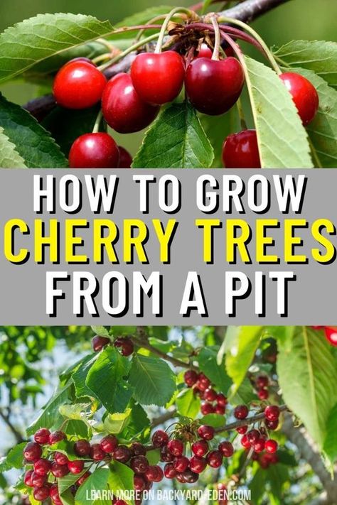 Discover the magic of growing your own cherry tree from a pit with our step-by-step guide. Learn the simple yet rewarding process of germinating cherry pits, transplanting seedlings, and nurturing young trees to maturity. Get ready to enjoy the sweet rewards of homegrown cherries for years to come! Cherry Tree From Seed, Growing Cherry Trees, Fruit Bonsai, How To Grow Cherries, Cherry Seeds, Seed Planting, Growing Fruit Trees, نباتات منزلية, Cherry Trees