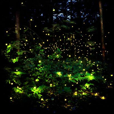 Barry Underwood "Lightning Bugs" | Barry Underwood Lightning… | Flickr Wald Wallpaper, Firefly Photography, Lightening Bugs, Fire Flies, Lightning Bugs, Firefly Lights, Fantasy Magic, Beltane, Alam Yang Indah