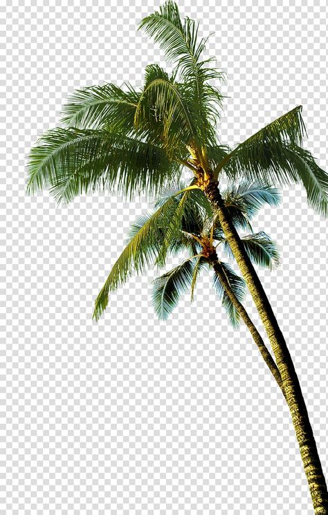 Coconut Tree Cartoon, Palm Tree Coconut, Palm Tree Background, Palm Tree Png, Tree Cartoon, Palm Tree Photography, Tree Photoshop, Green Coconut, Tree Collage