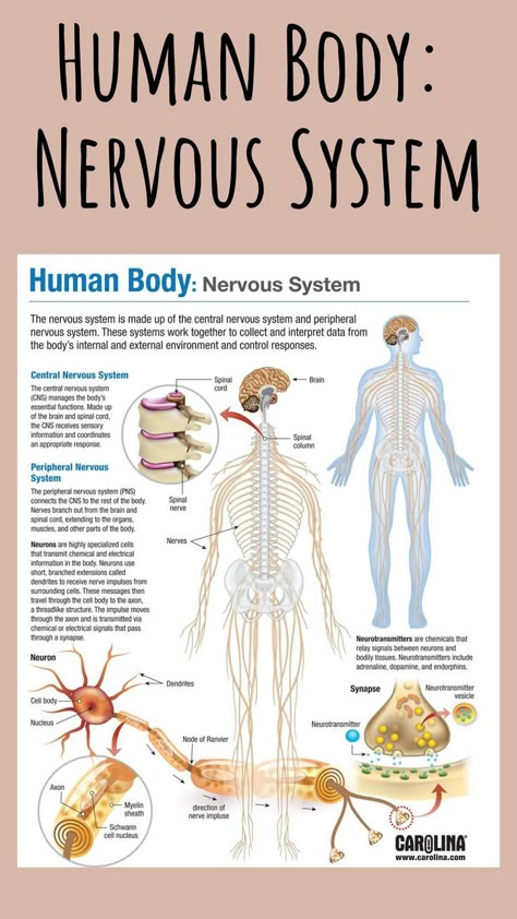 Take a look at this infographic on the nervous system. It explains the differences between the central and peripheral nervous systems and introduces the structure of neurons with accompanying biochemistry. #humanbody #nervoussystem #peripheral #neurons #biochemistry #nursing #doctor #infographic #bodysystems #science #research Nervous System Worksheet, Gcse Pe, Nervous System Anatomy, Human Body System, Human Nervous System, Human Biology, Basic Anatomy, Peripheral Nervous System, Nurse Study