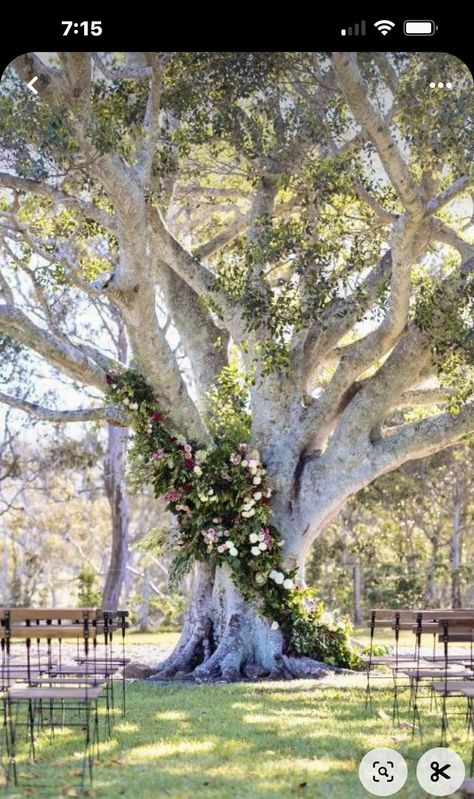 Tree Background Wedding Ceremony, Oak Tree Decorating Ideas, Wedding Tree Backdrop, Tree Altar Wedding, Wedding Altar Tree, Oak Tree Wedding Decorations, Wedding Ceremony Under A Tree, Wedding Ceremony In Front Of Tree, Outdoor Wedding Tree Decor