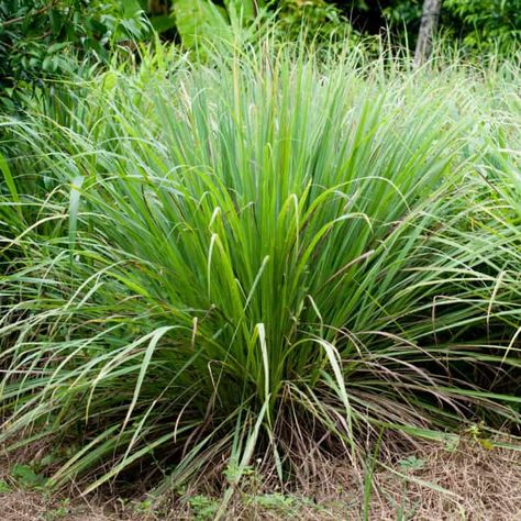 Keeping Mosquitoes Away - 20 Mosquito Repellent Plants Plants That Repel Flies, Grow Lemongrass, Lemongrass Plant, Plants That Repel Bugs, Mosquito Plants, Repellent Plants, Diy Shampoo, Mosquito Repelling Plants, Fly Repellant