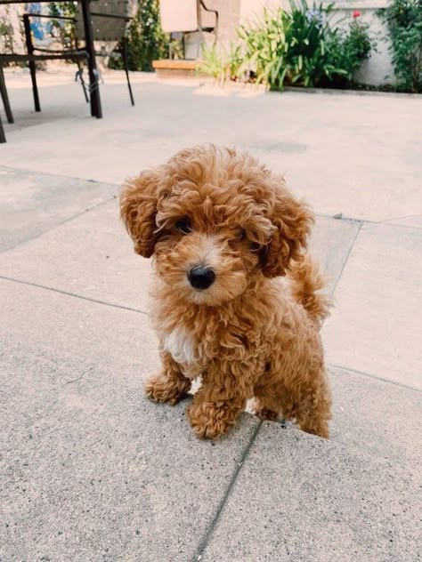 Hi sub! Meet Joy! A Micro. IG @joylee.bee Pretty Goldendoodles Groodle dogs #goldendoodles Cute Dogs Golden Doodle, Puppy Golden Doodle, Dogs Golden Doodles, Cute Goldendoodle Puppies, Mini Goodlendoodle Puppy, Cute Mini Goldendoodle Puppy, Micro Mini Golden Doodle, Golden Doodle Puppy Aesthetic, Cute Golden Doodle Puppies