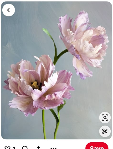 Open Peony, Flowers Reference, Paper Tulips, Sugar Flowers Tutorial, Flower References, Flower Reference, Being An Artist, Crepe Paper Flowers, Giant Flowers