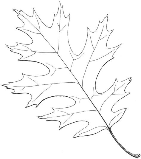 Oak Leaf Drawing, Red Oak Leaf, Floral Stencil, Leaf Template, Leaf Drawing, Oak Leaves, Oak Leaf, Diy Vintage, Landscape Trees