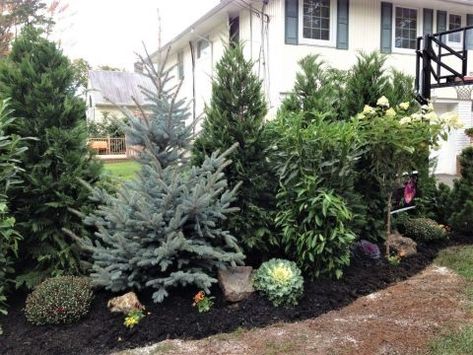 Plants that Screen for Privacy and a Sense of Seclusion - Watters Garden Center Small Evergreen Garden Ideas, Landscaping Privacy, Landscaping Around Patio, Shrubs For Privacy, Evergreen Landscape, Screen Plants, Privacy Plants, Evergreen Garden, Privacy Landscaping