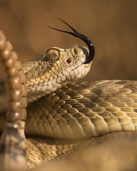 Snake Photography, Rattlesnake Rattle, Piercing Snake, Snake Pet, Rattlesnake Bites, Snake Nail, Snake Bite Piercing, Venomous Snake, Tattoo Snake