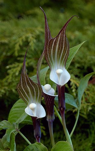 Pitcher Plant, Brown Flowers, Unusual Plants, Unusual Flowers, Rare Flowers, Herbaceous Perennials, Chelsea Flower, Carnivorous Plants, Chelsea Flower Show