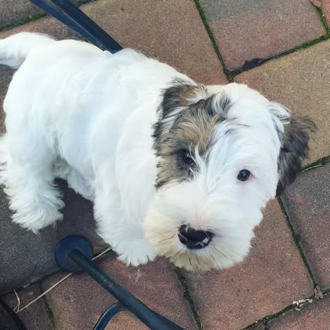 Wolfie, 10 week old Sealyham puppy Sealyham Terrier Puppies, Petit Basset Griffon Vendeen, Sealyham Terrier, Wire Fox Terriers, Norwich Terrier, Wire Fox Terrier, Fox Terriers, Dog Shedding, Purebred Dogs